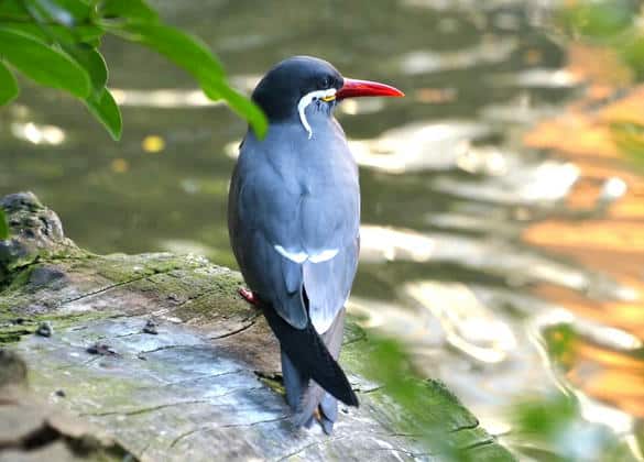 動物図鑑・インカアジサシ